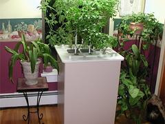 福州信譽(yù)好的花卉租賃公司是哪家 長(zhǎng)樂(lè)花卉租賃,福州信譽(yù)好的花卉租賃公司是哪家 長(zhǎng)樂(lè)花卉租賃生產(chǎn)廠家,福州信譽(yù)好的花卉租賃公司是哪家 長(zhǎng)樂(lè)花卉租賃價(jià)格